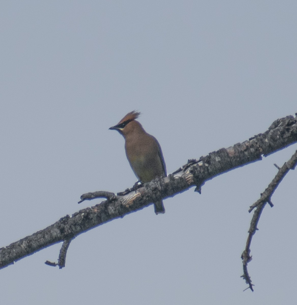 Cedar Waxwing - ML587367721