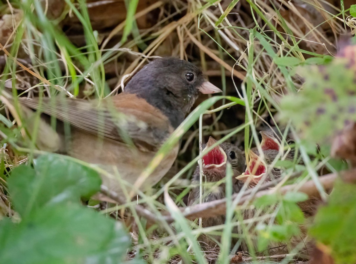 Dark-eyed Junco - ML587367891