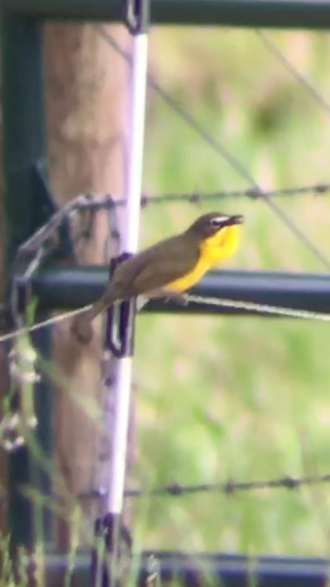 Yellow-breasted Chat - ML58736811