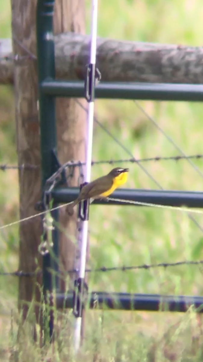 Yellow-breasted Chat - ML58736821