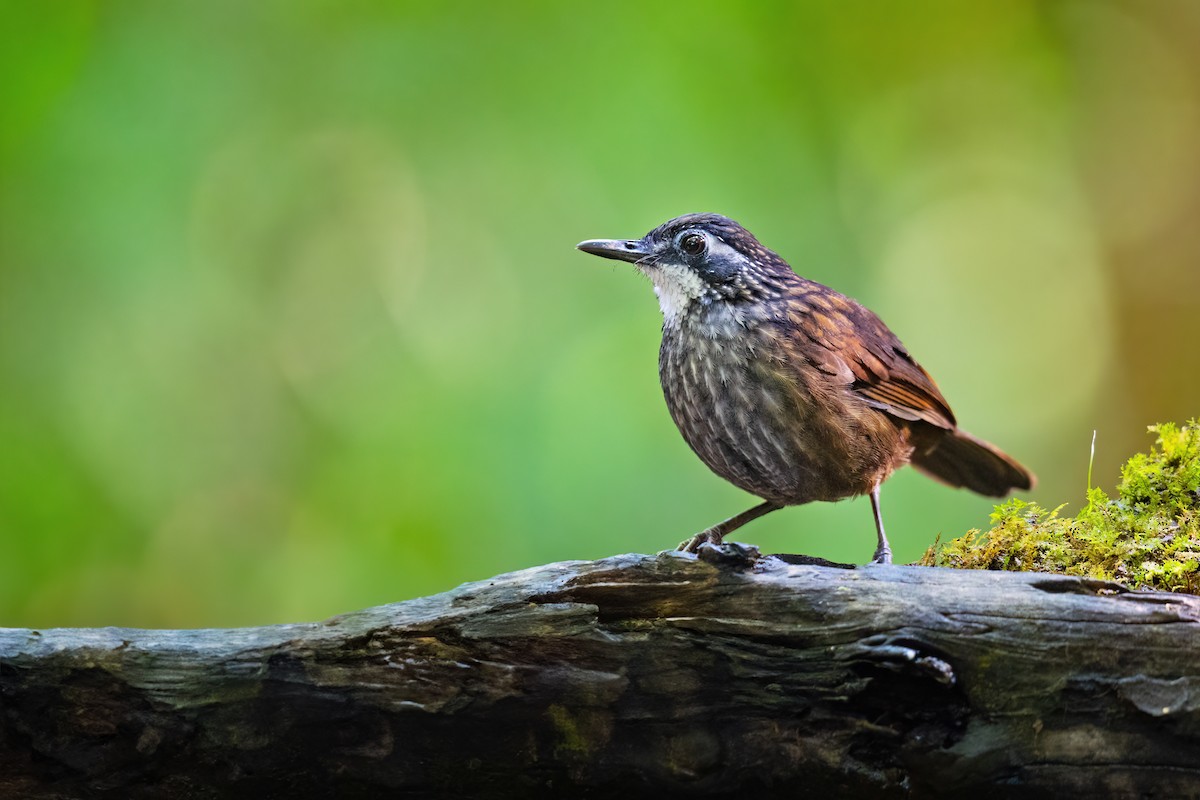 Large Wren-Babbler - ML587368451