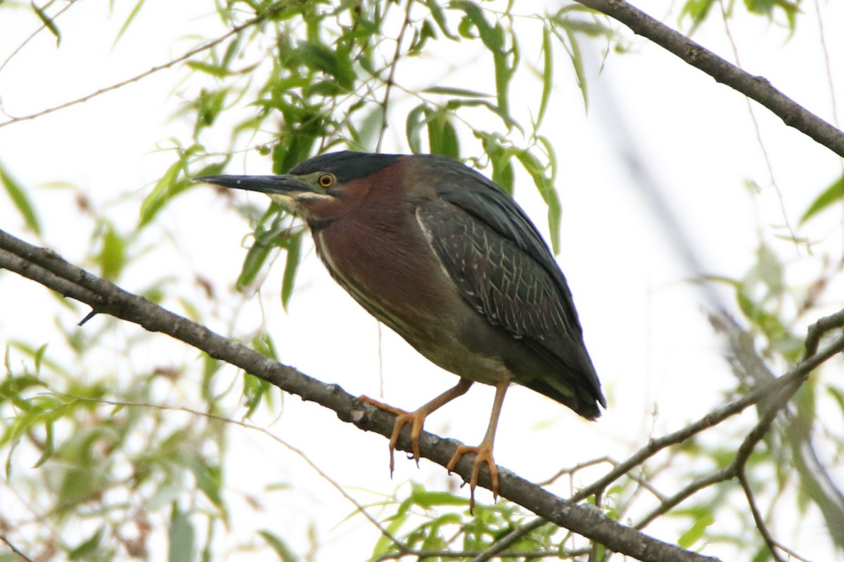 Green Heron - ML587369071