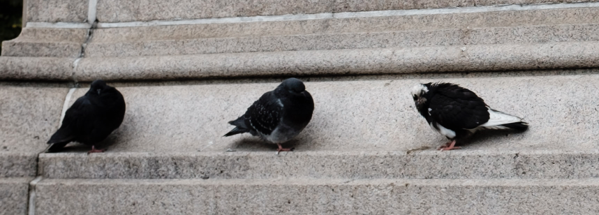 Pigeon biset (forme domestique) - ML587369481