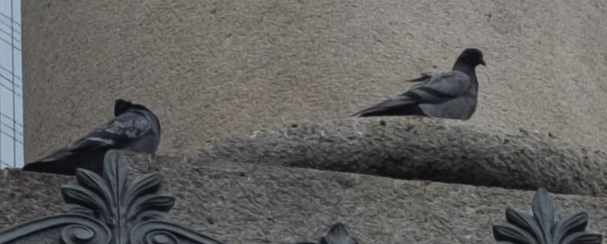 Pigeon biset (forme domestique) - ML587369491