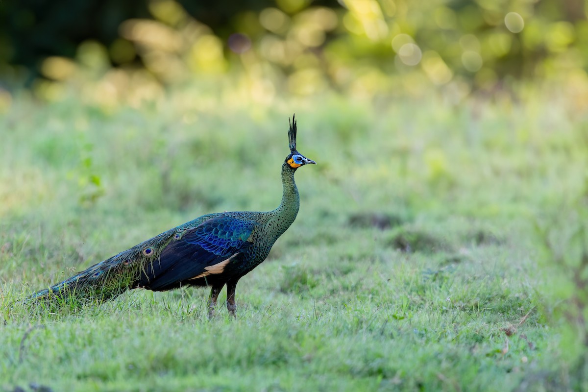 Green Peafowl - ML587369971