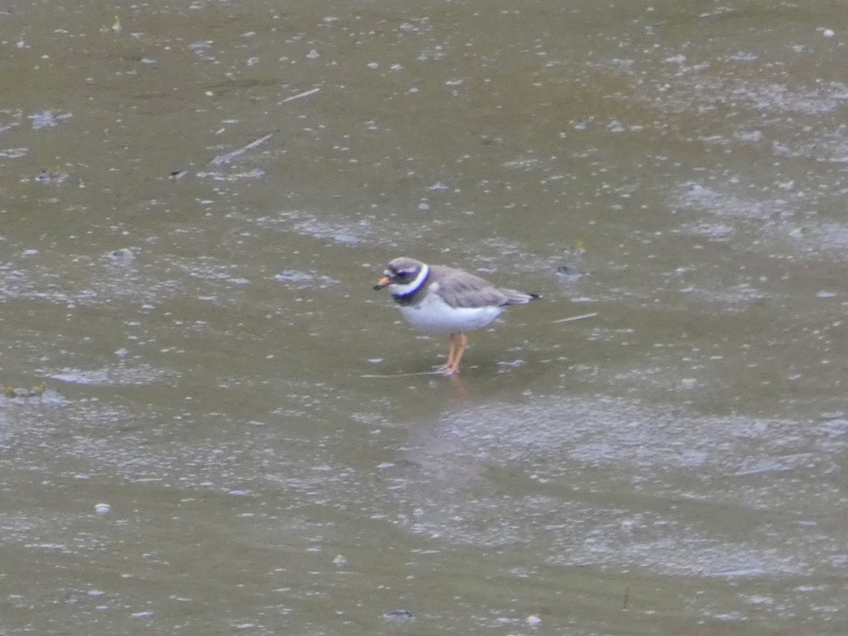 Common Ringed Plover - ML587370161