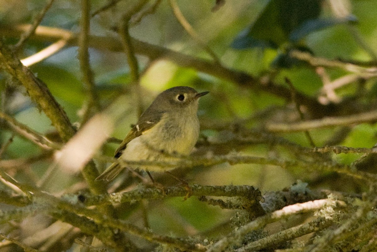 Roitelet à couronne rubis - ML58737071