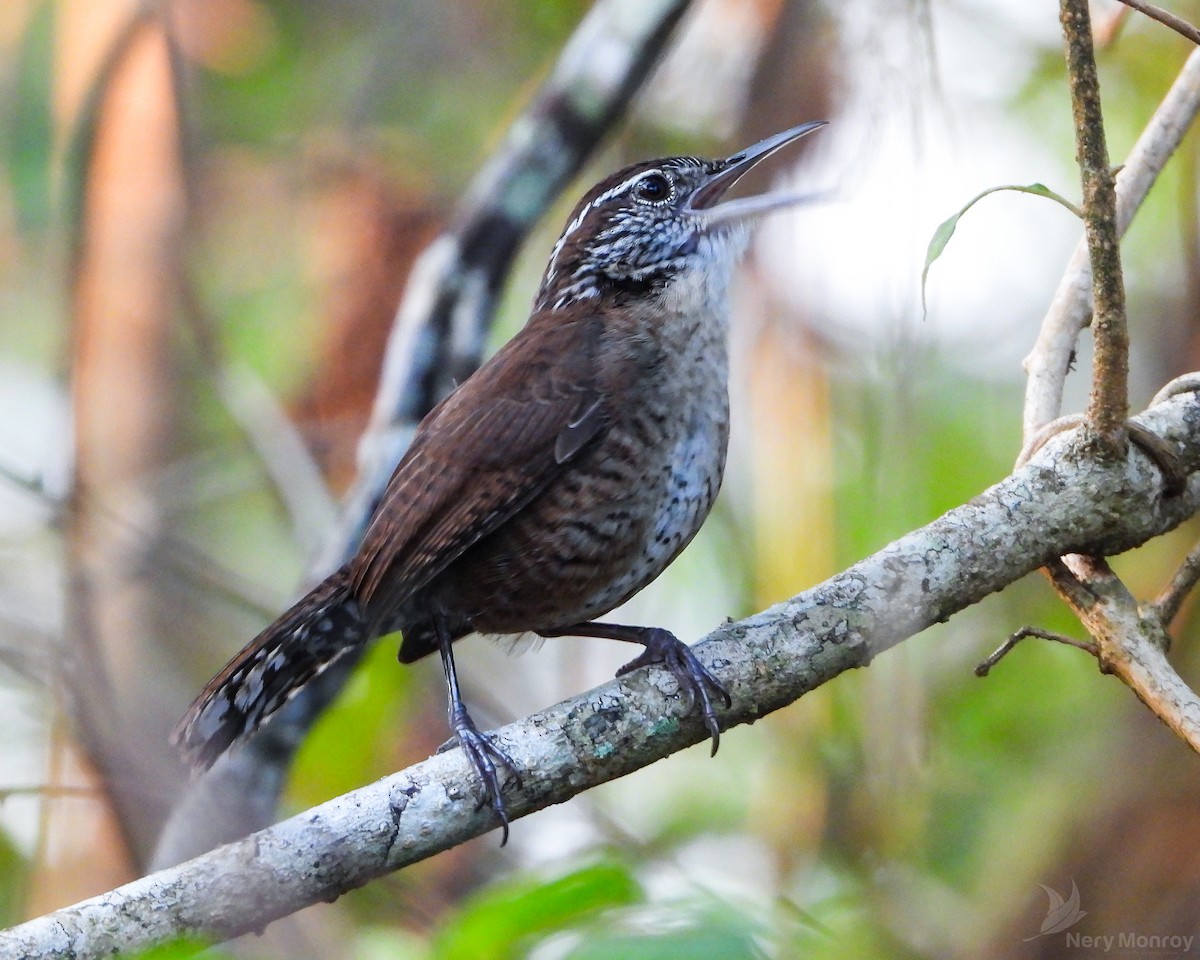 Carolinazaunkönig (albinucha/subfulvus) - ML587371101