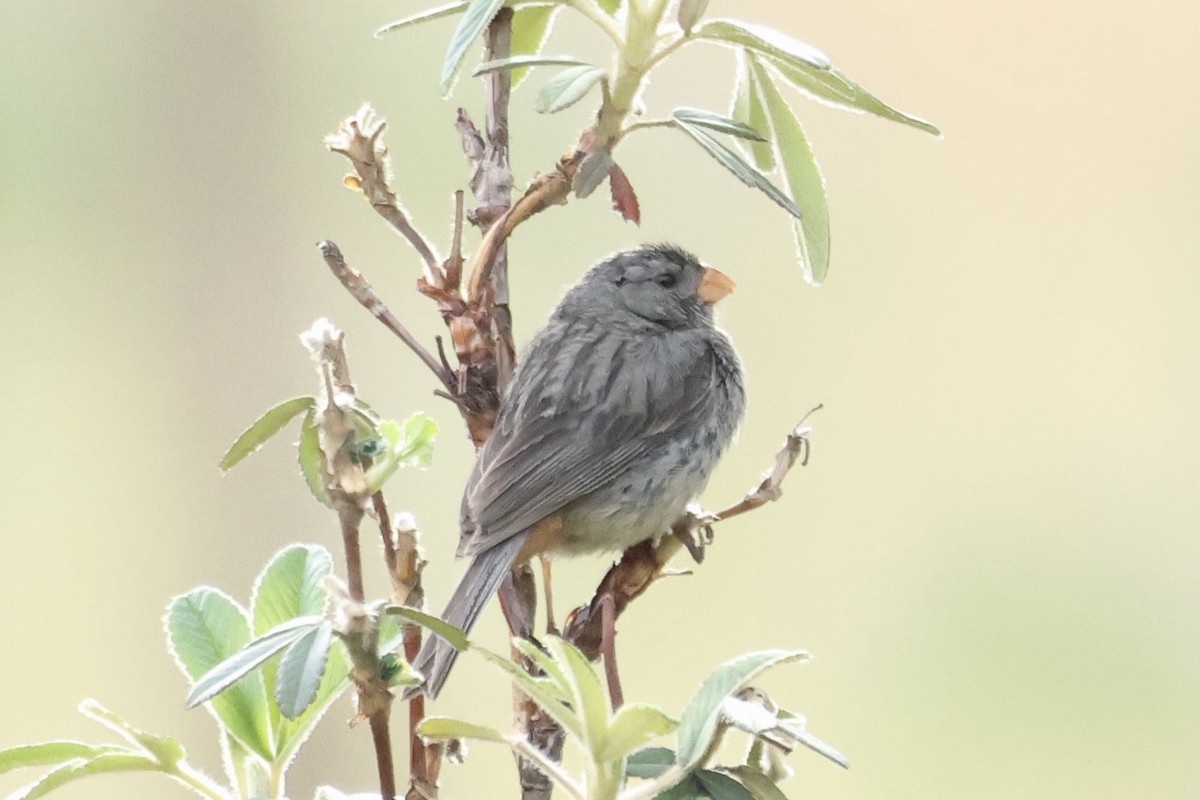 Plain-colored Seedeater - ML587371141