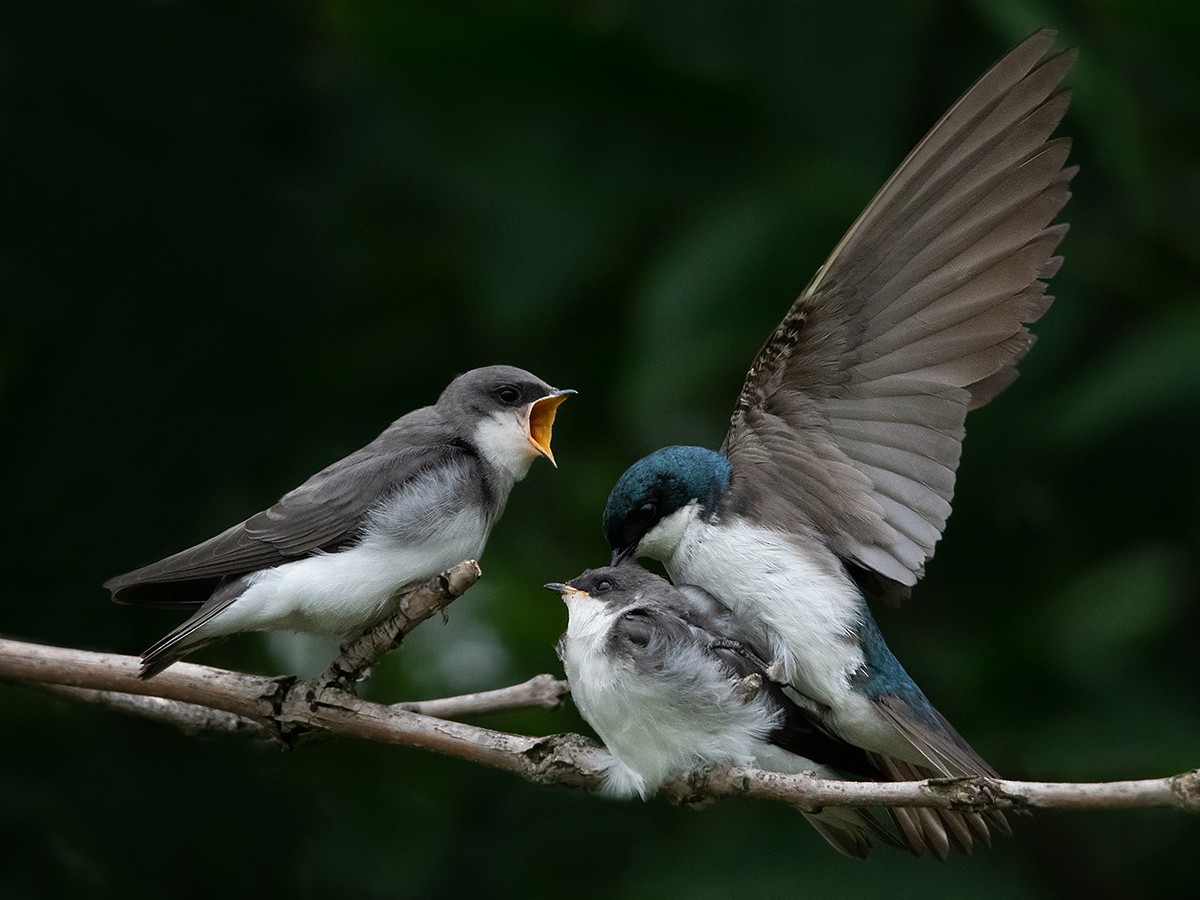 Tree Swallow - Linda Lorenz