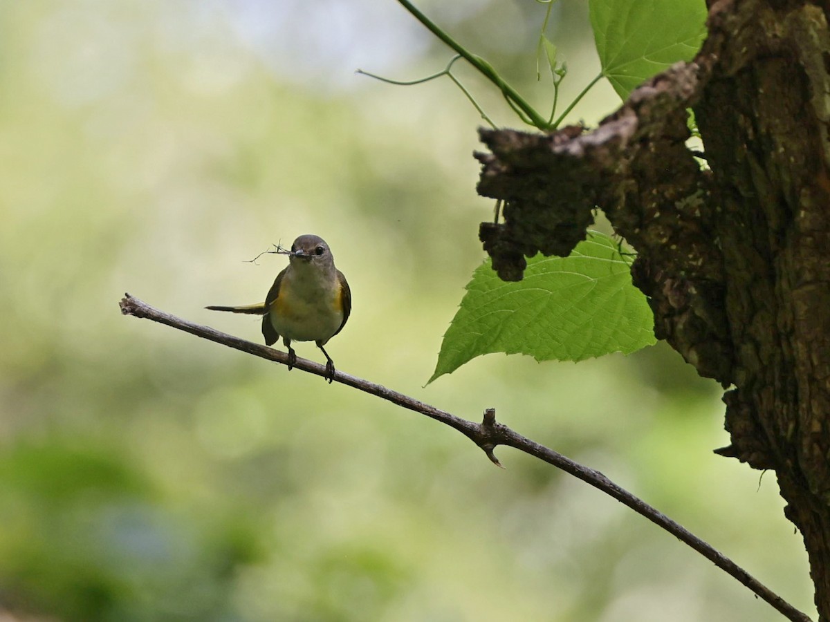 Rotschwanz-Waldsänger - ML587371701