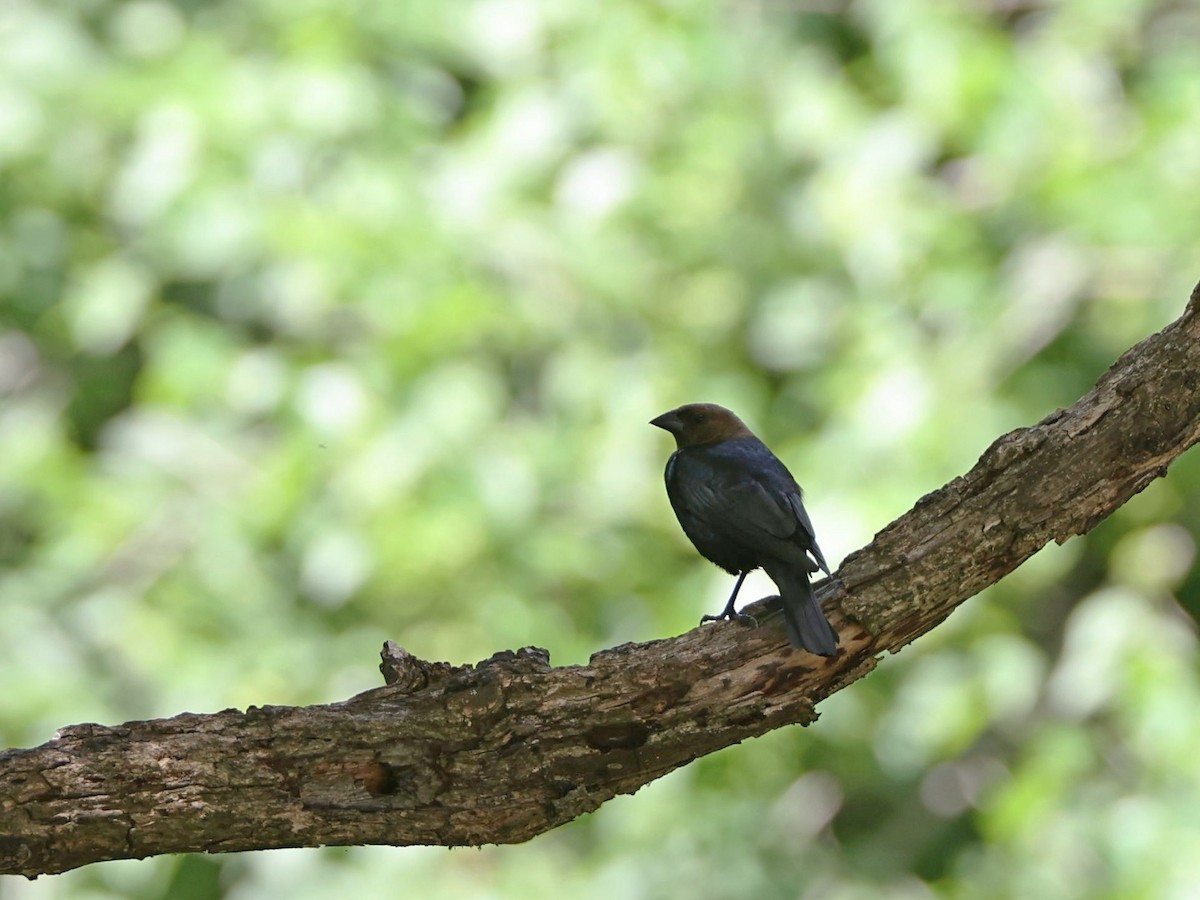 Brown-headed Cowbird - ML587372001