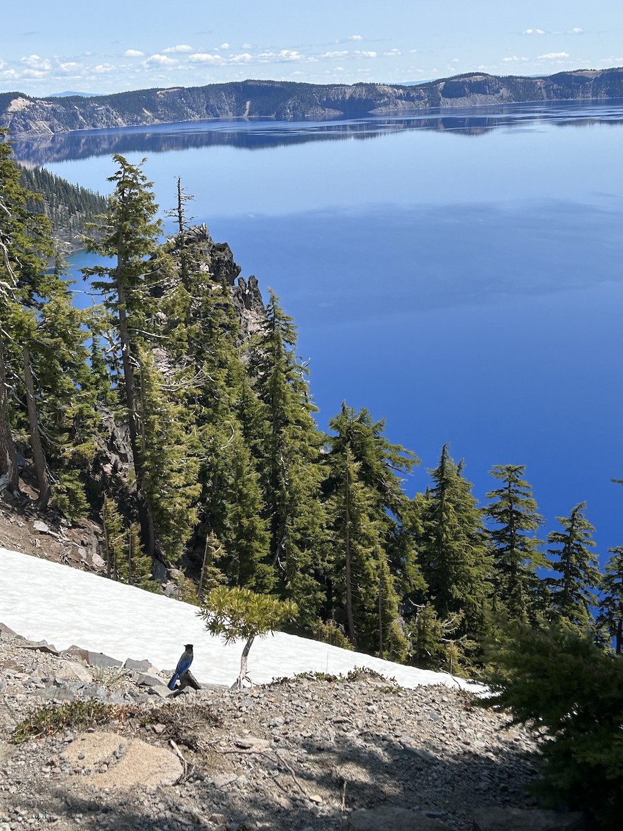 Steller's Jay - ML587372601