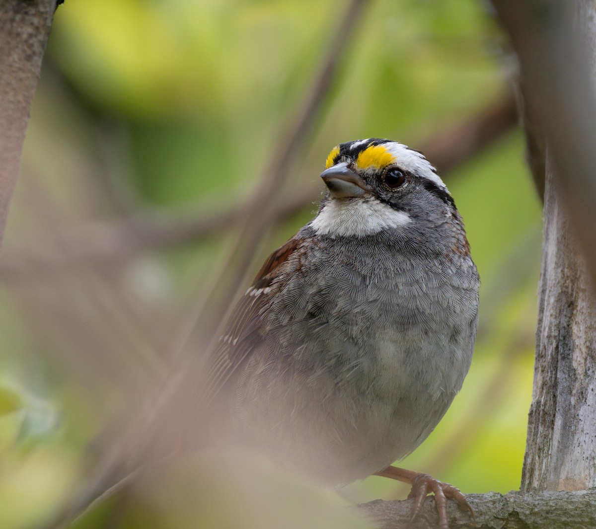 White-throated Sparrow - Laurent Prévost-Frenette