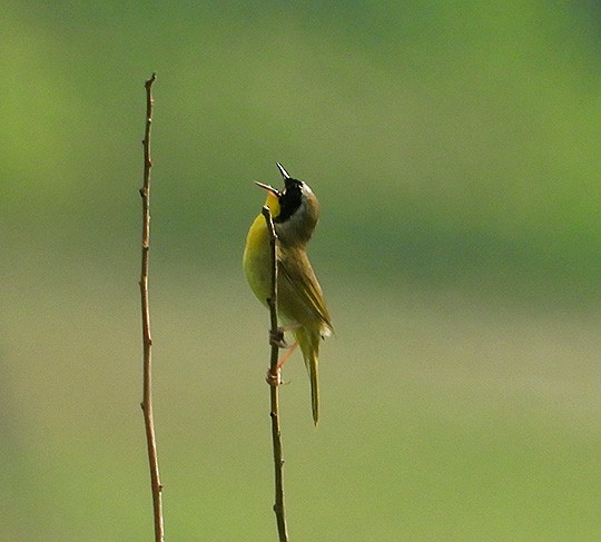 Common Yellowthroat - ML587373681