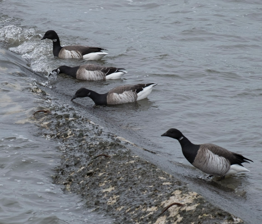 Brant - ML587373881