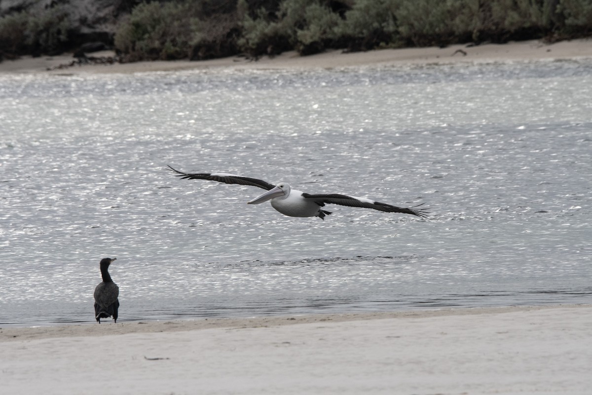 Australian Pelican - ML587374031