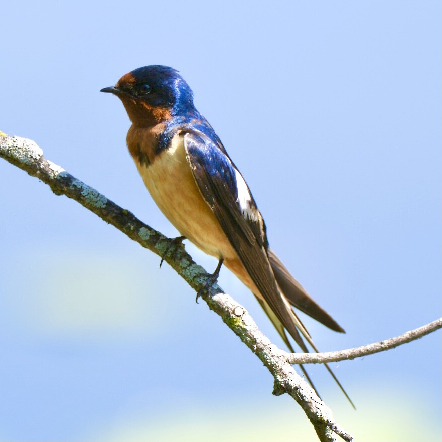 Barn Swallow - ML587374071