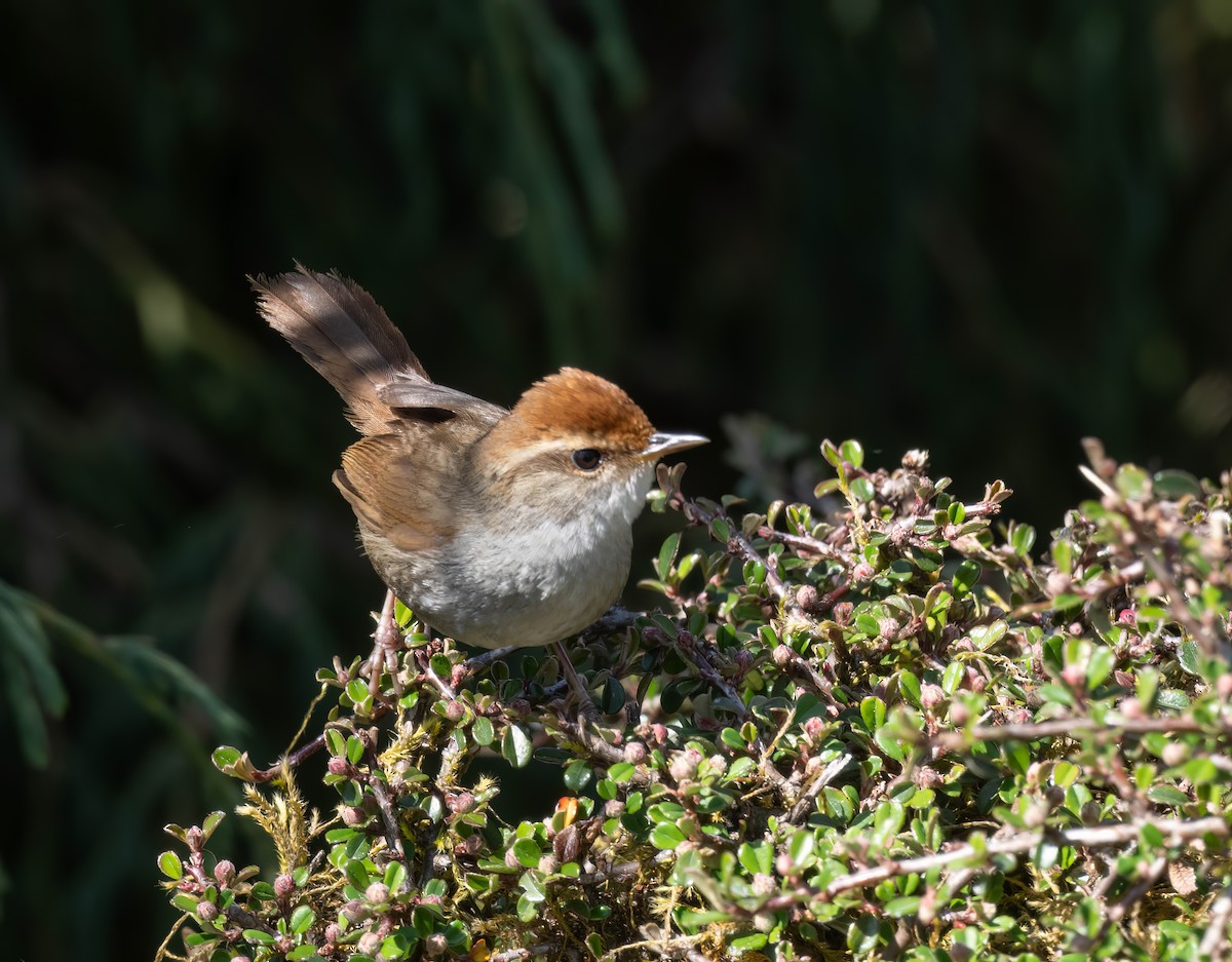 Gray-sided Bush Warbler - ML587374491