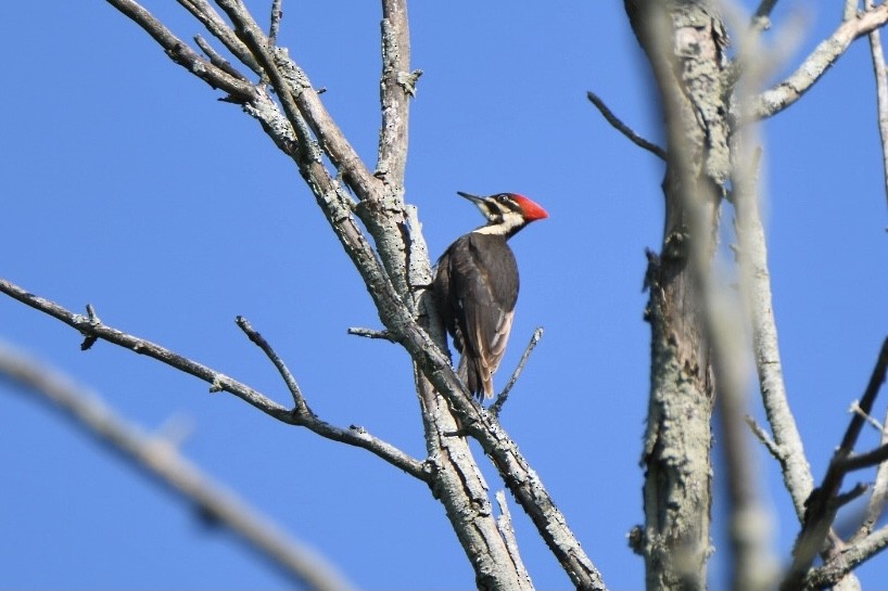 Pileated Woodpecker - ML587375761