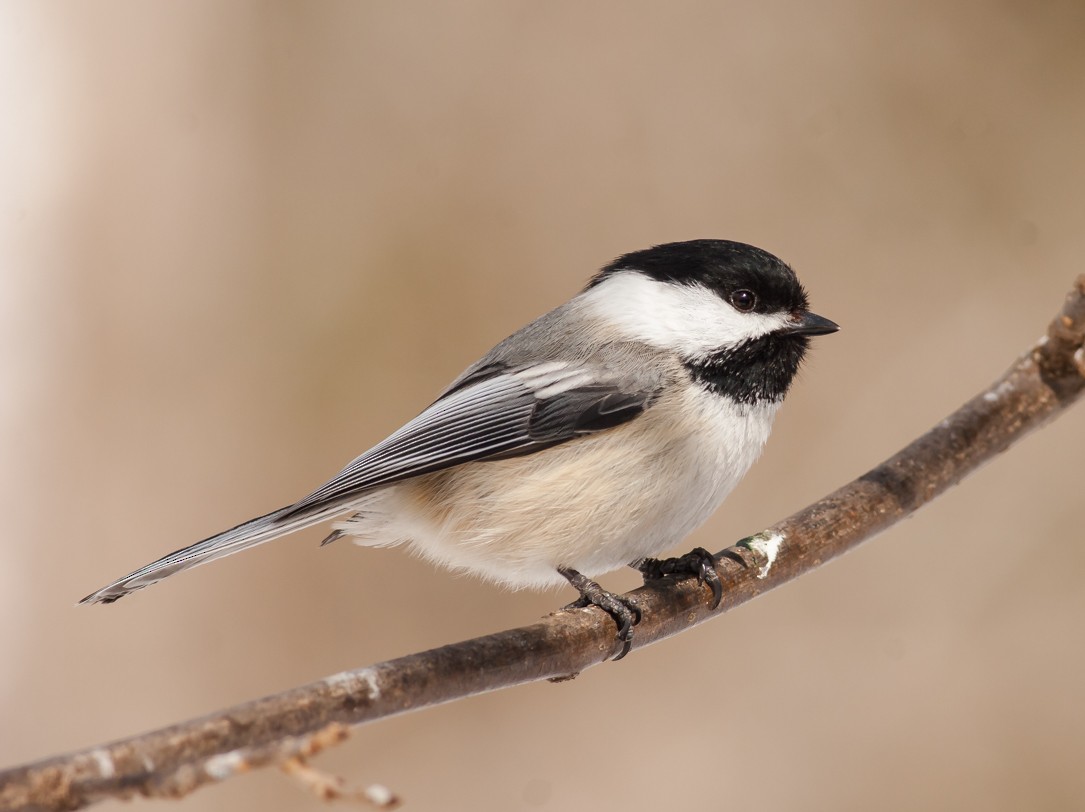 Black-capped Chickadee - ML58737661