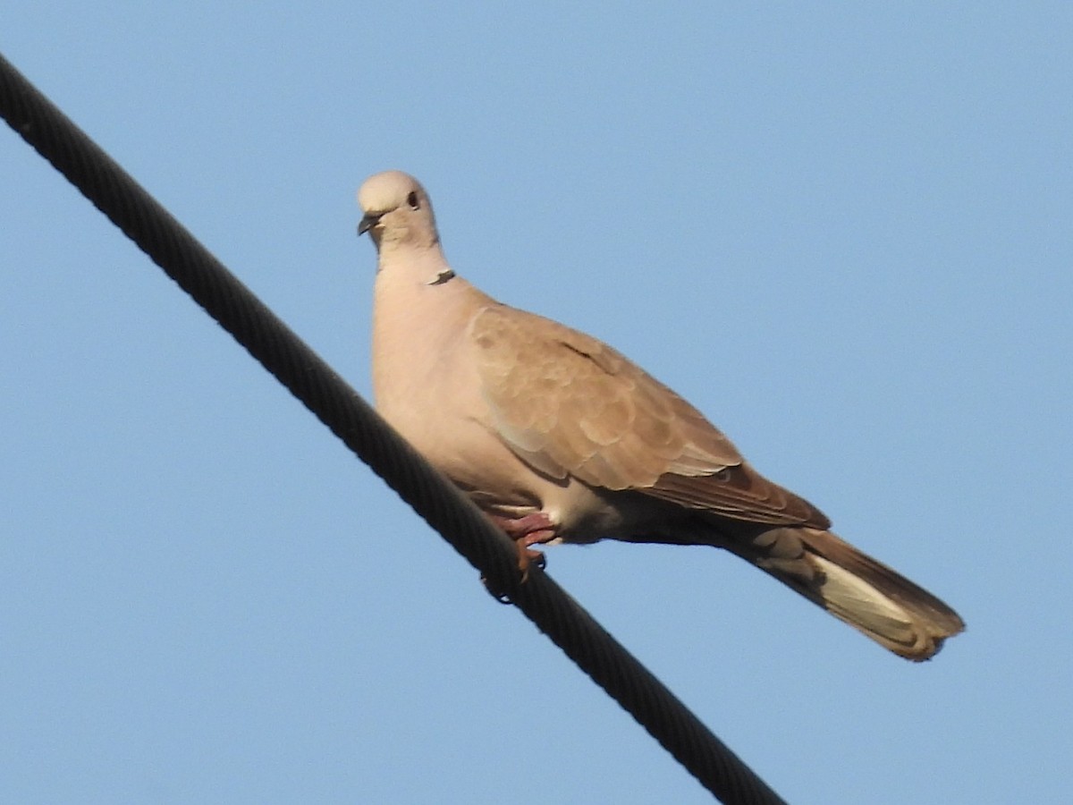 Eurasian Collared-Dove - ML587379191