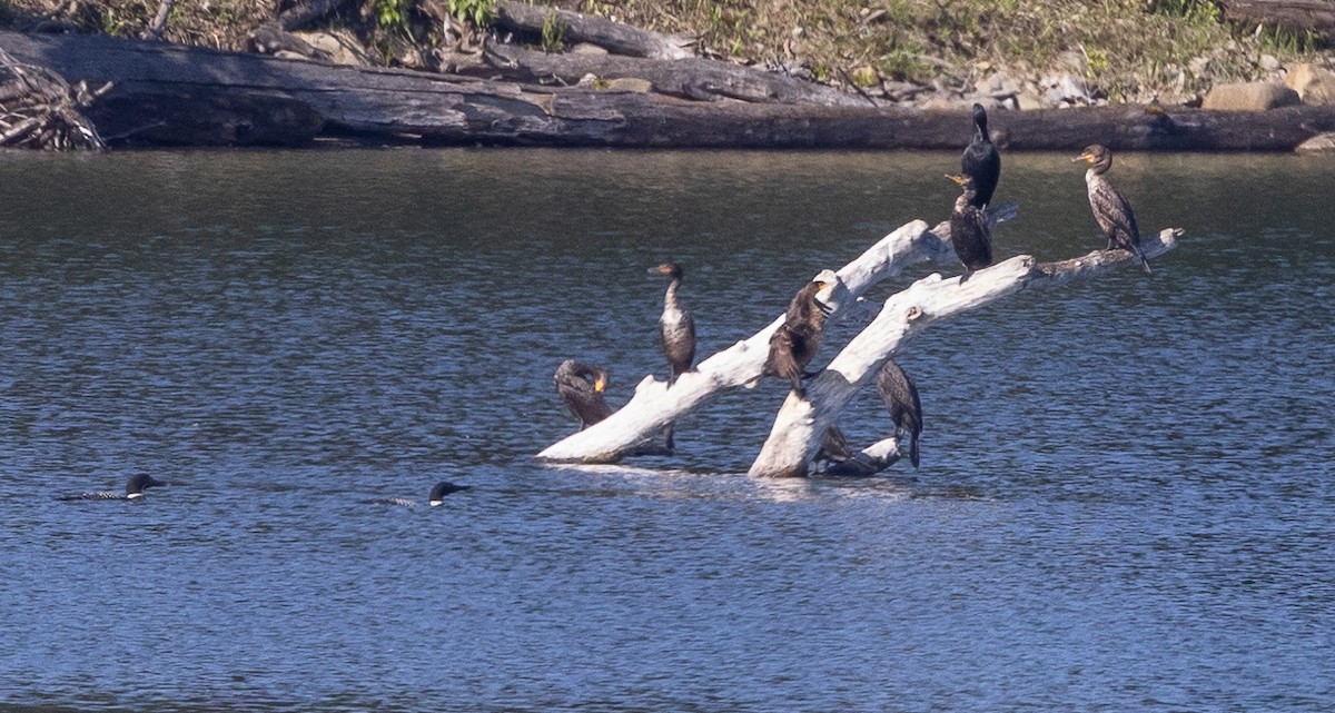 Double-crested Cormorant - Caroline Lambert