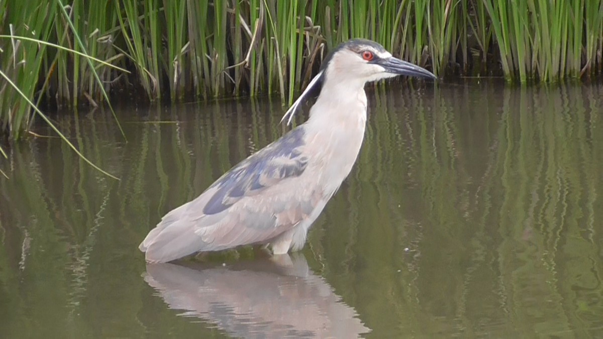 Black-crowned Night Heron - ML587381561