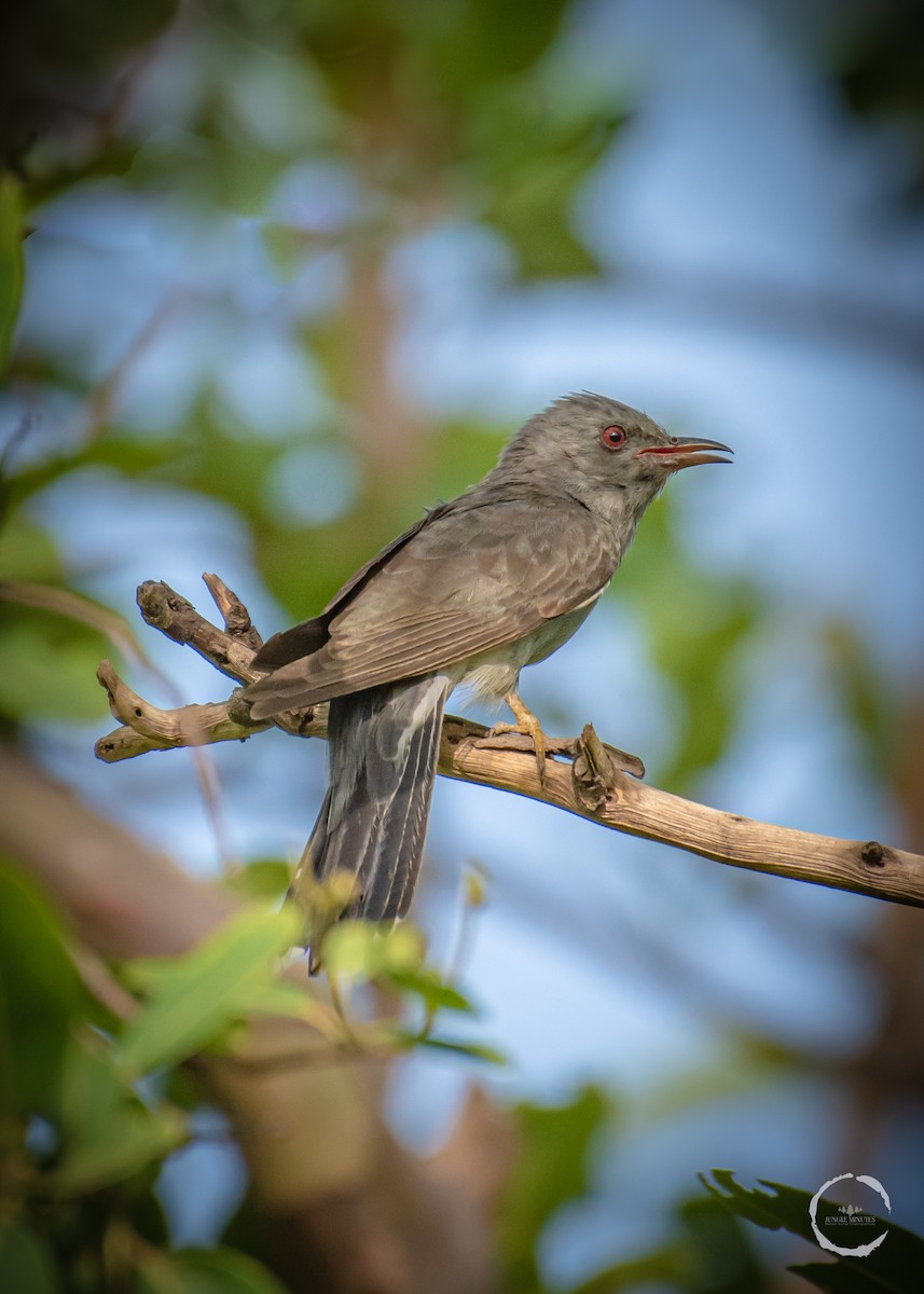 Gray-bellied Cuckoo - ML587381601