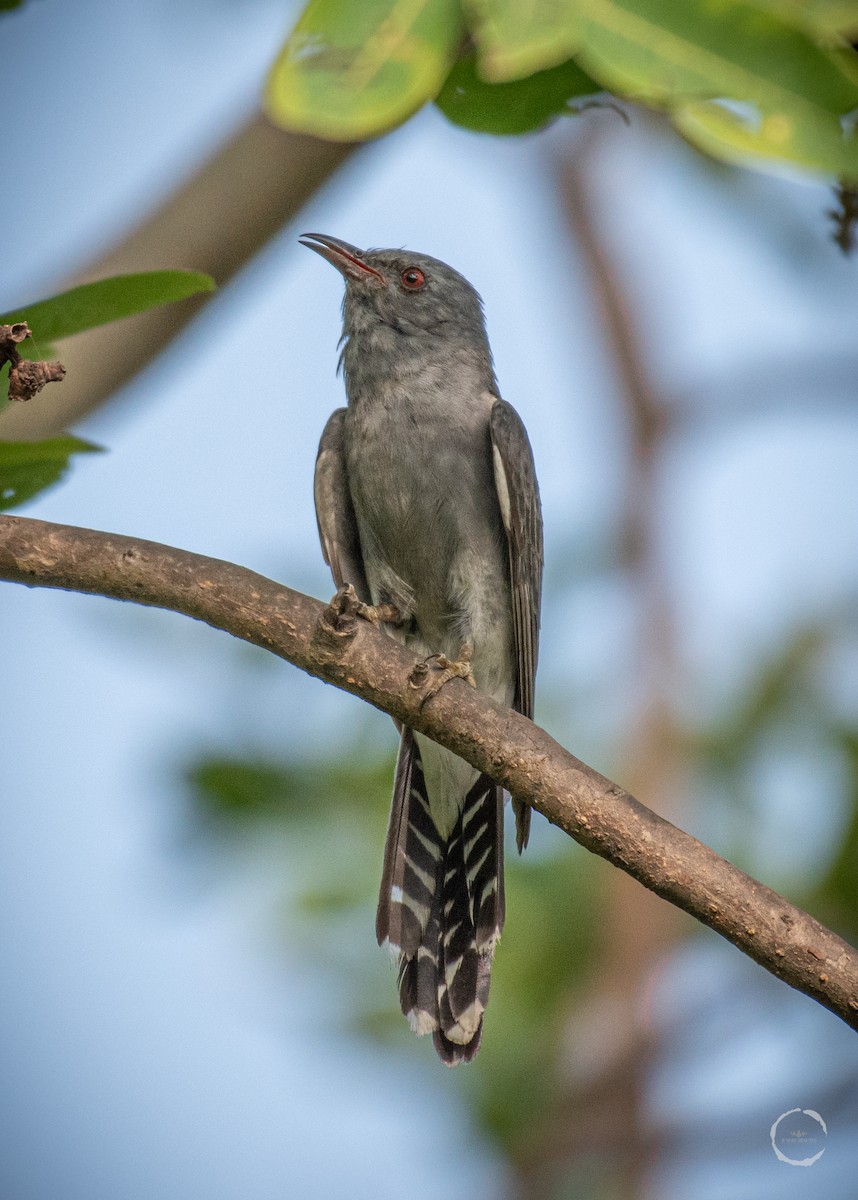 Gray-bellied Cuckoo - ML587381611