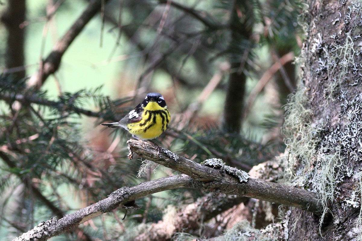 Magnolia Warbler - ML587381631