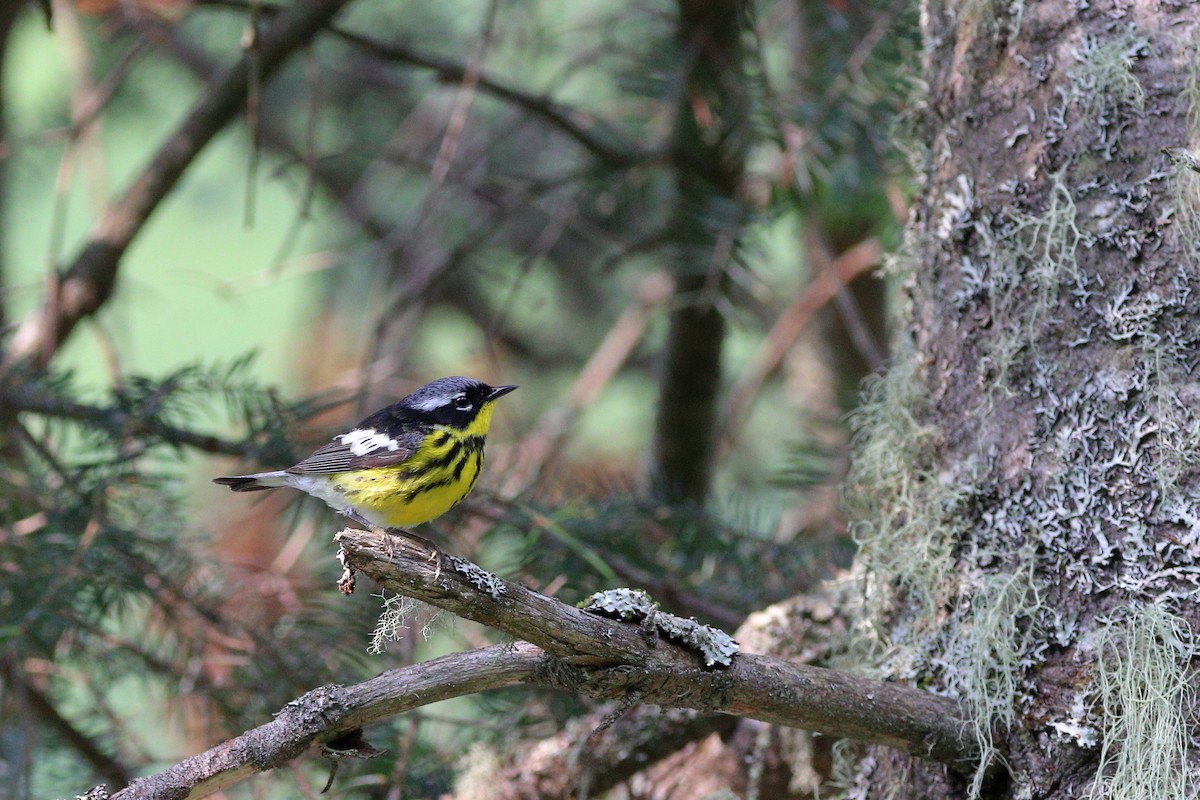 Magnolia Warbler - ML587381701