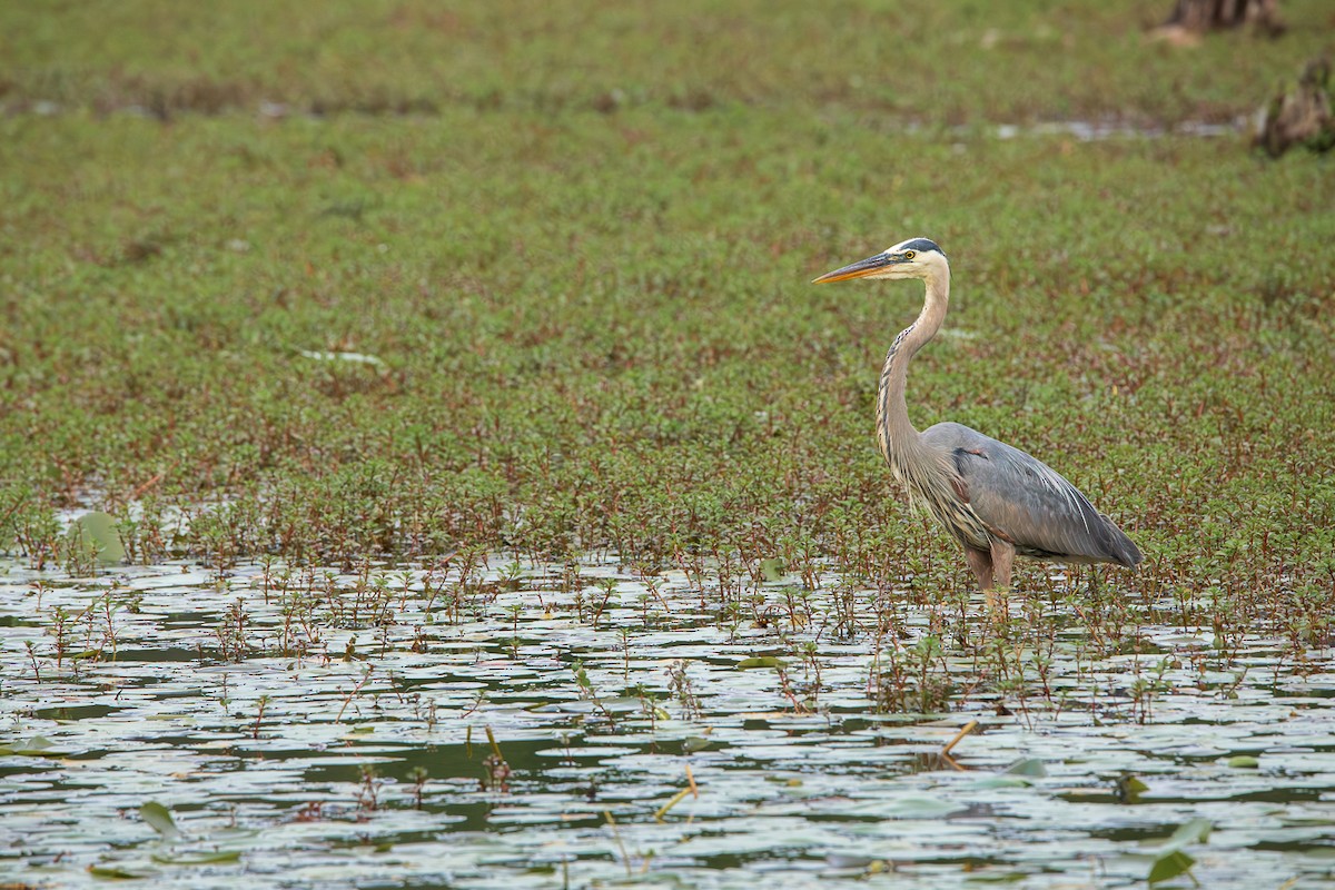 Great Blue Heron - Bruno Arantes de Andrade Bueno