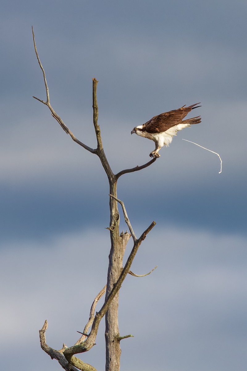 Águila Pescadora - ML587382041