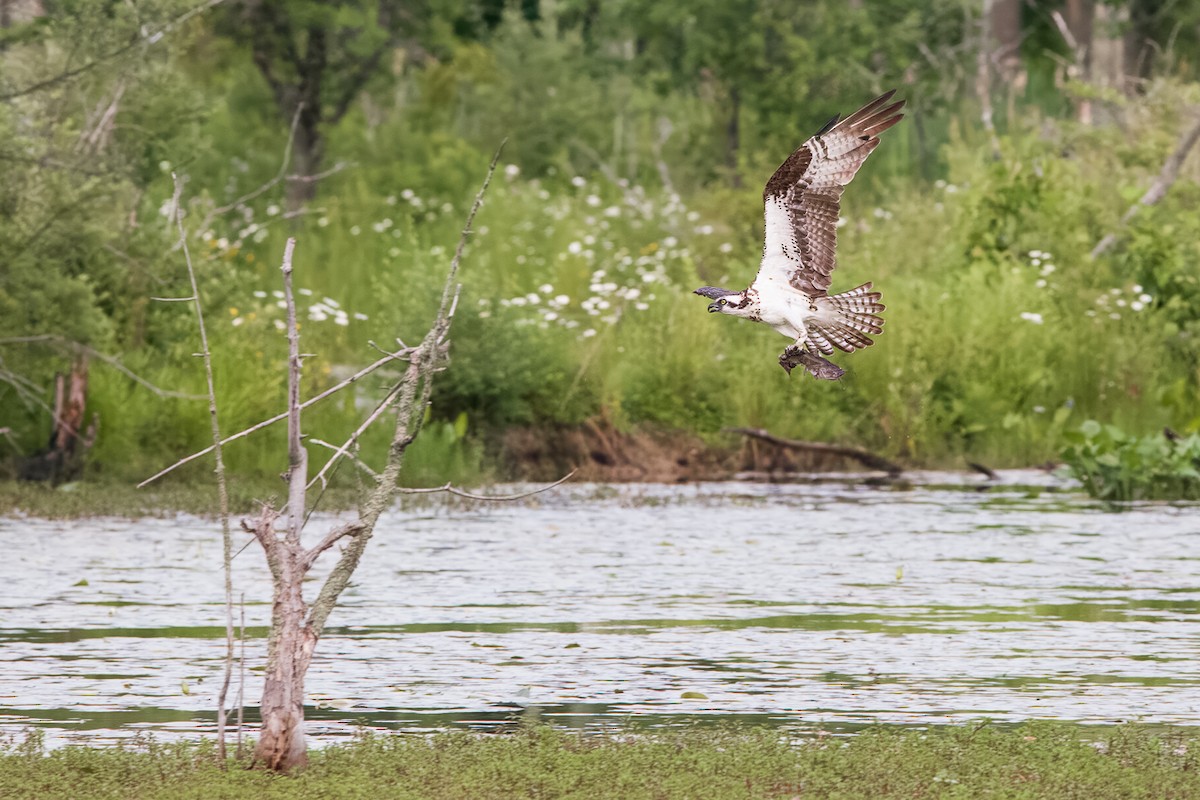 Osprey - Bruno Arantes de Andrade Bueno