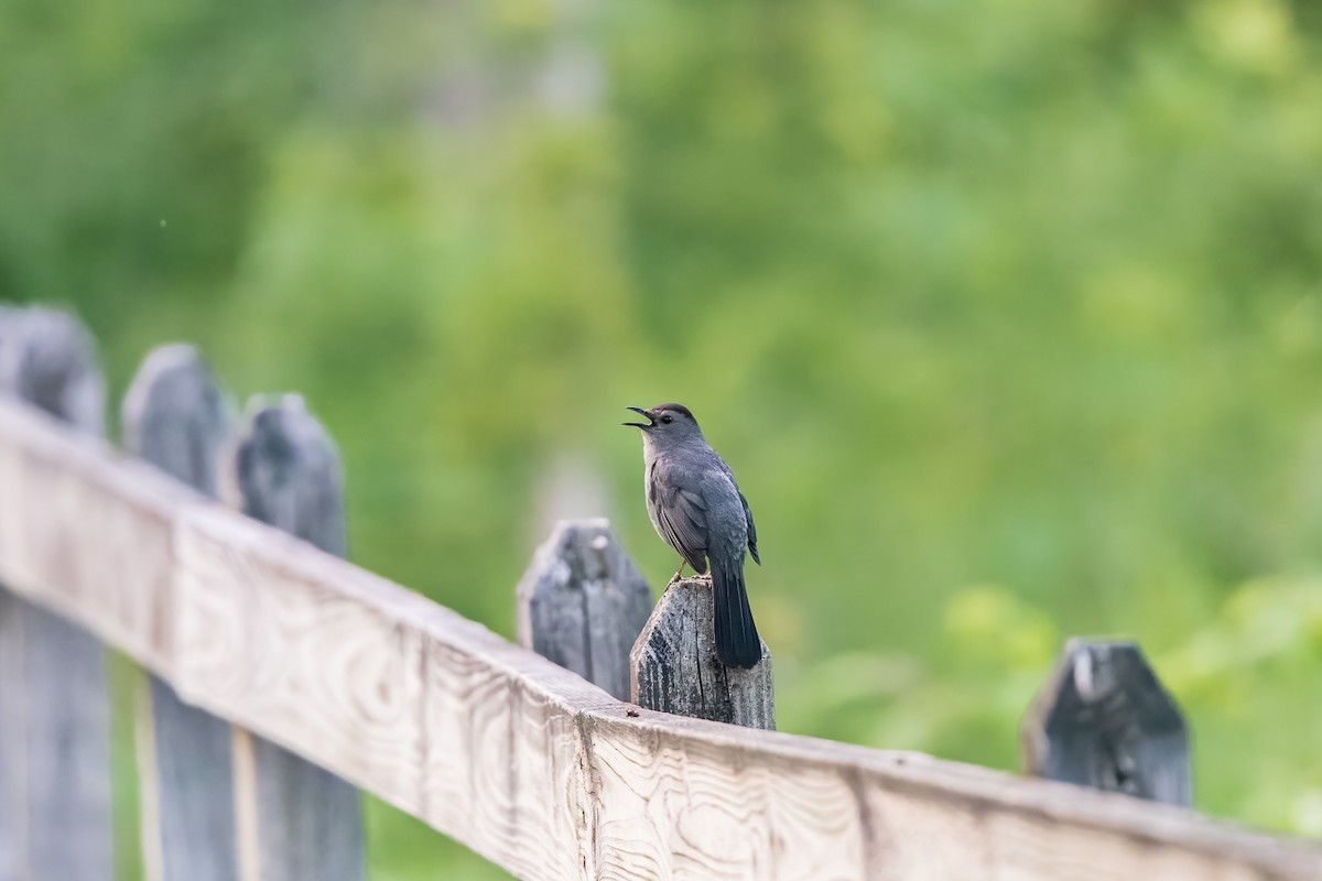 Gray Catbird - Bruno Arantes de Andrade Bueno