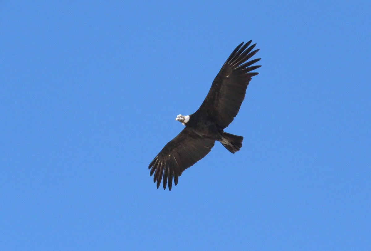 Andean Condor - Diego Carús