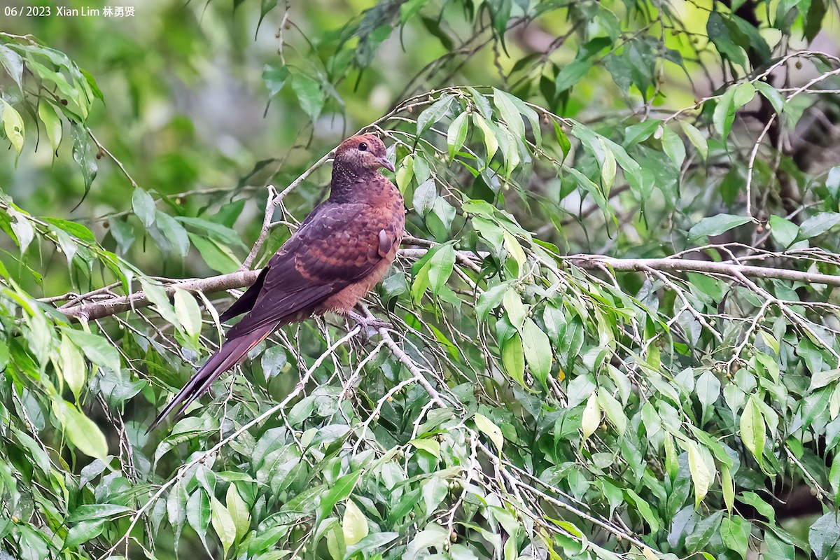 Little Cuckoo-Dove - ML587382901