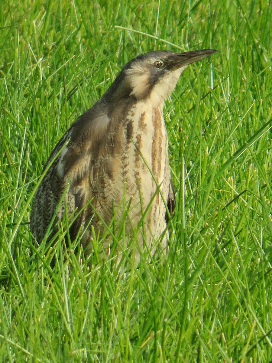 Australasian Bittern - ML587385891