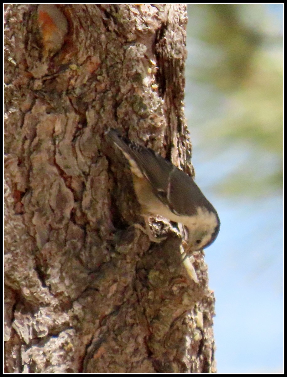 White-breasted Nuthatch - ML587386141