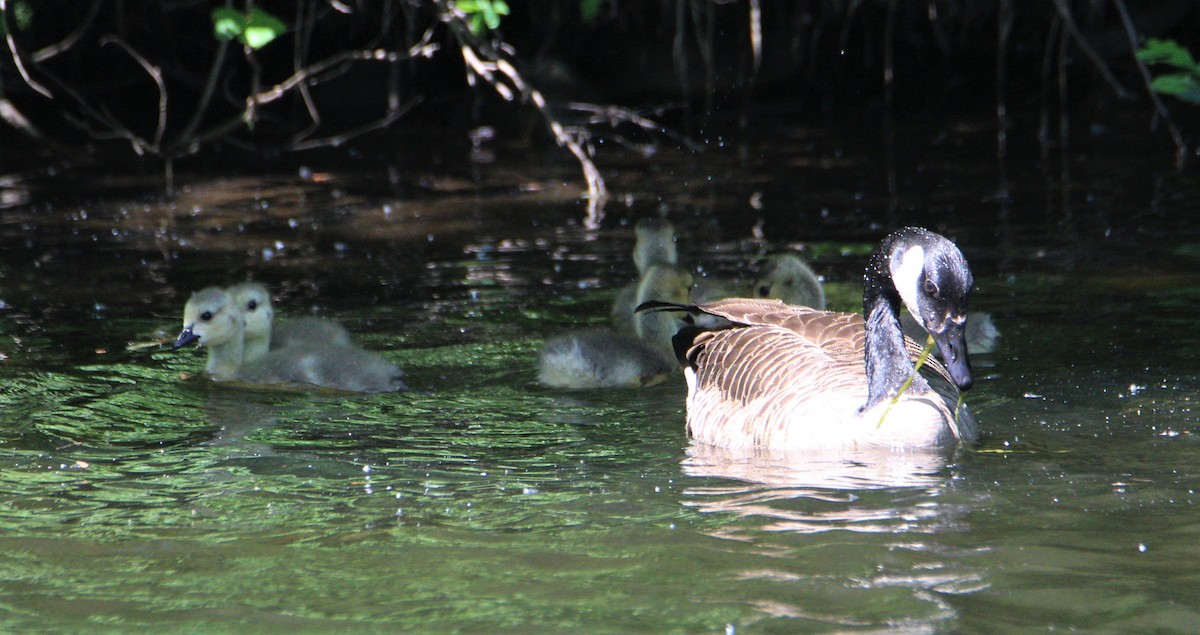 Canada Goose - ML587386461