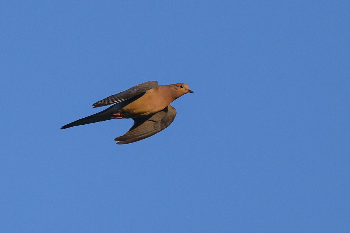 Mourning Dove - ML587386501