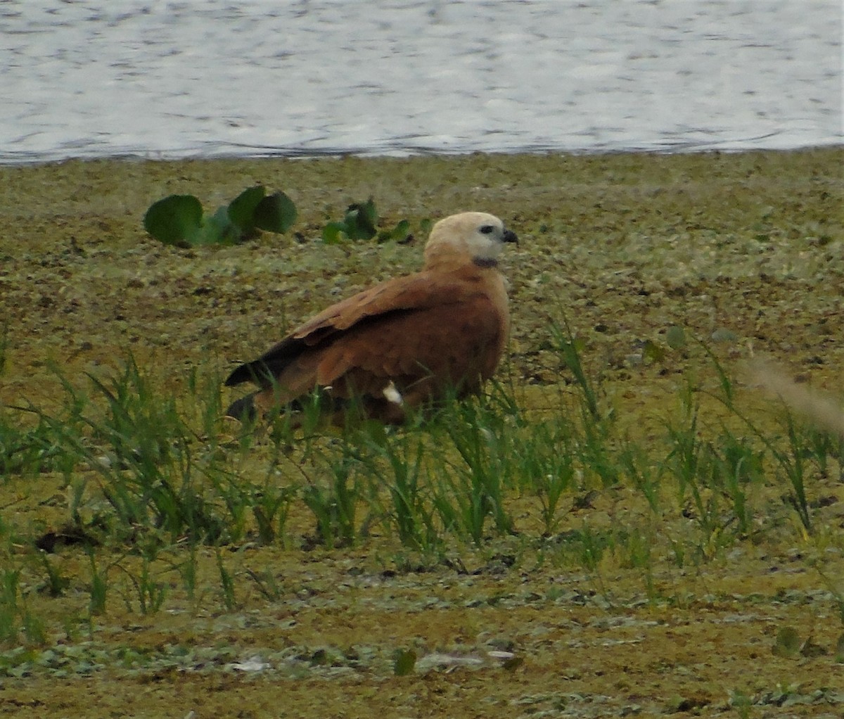 Black-collared Hawk - Oliver Kohler