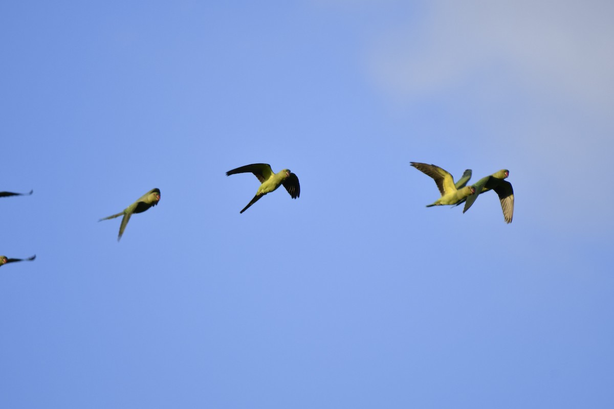 alexandr malý - ML587387131