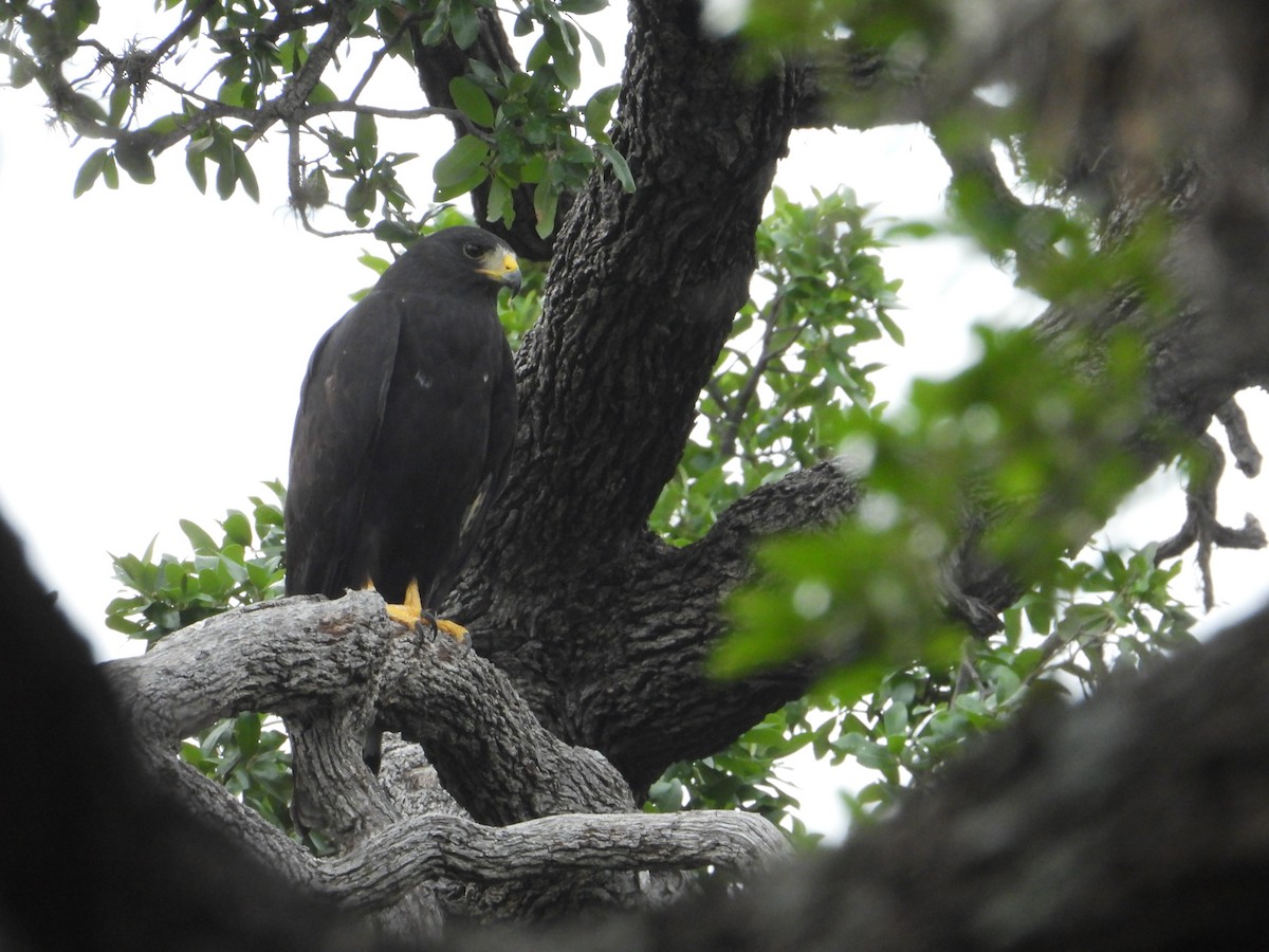 Zone-tailed Hawk - ML587387261