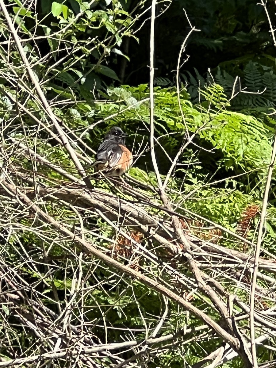 Eastern Towhee - ML587387661
