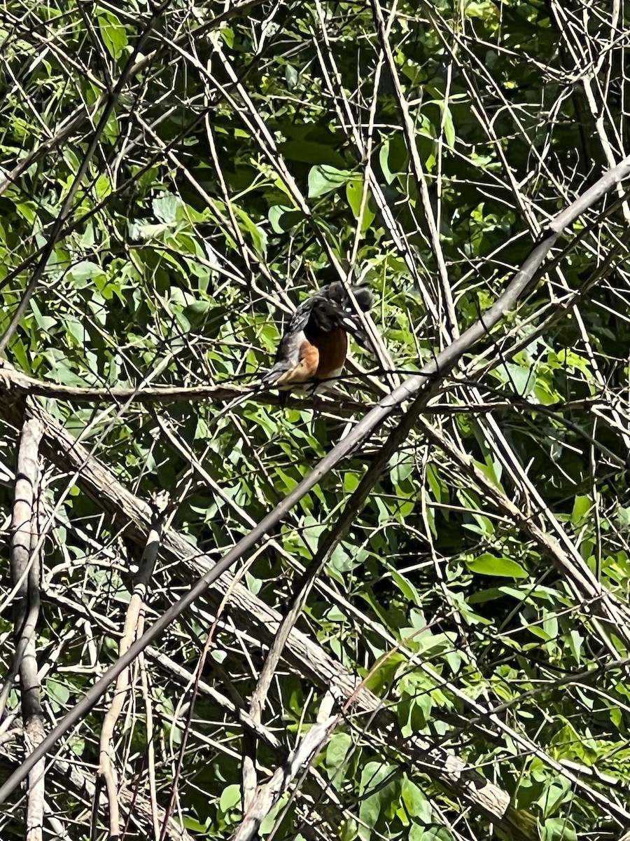 Eastern Towhee - ML587387671