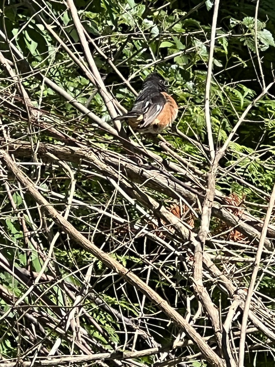 Eastern Towhee - ML587389551