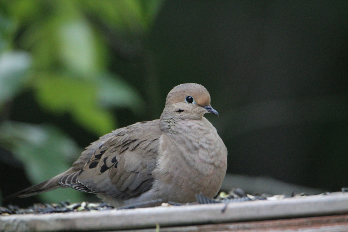 Mourning Dove - ML587389921