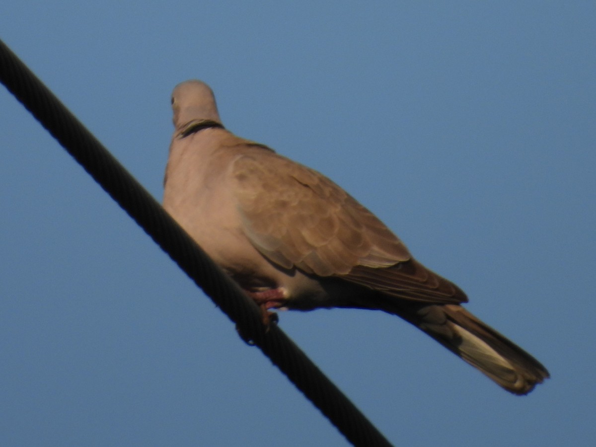 Eurasian Collared-Dove - ML587390491